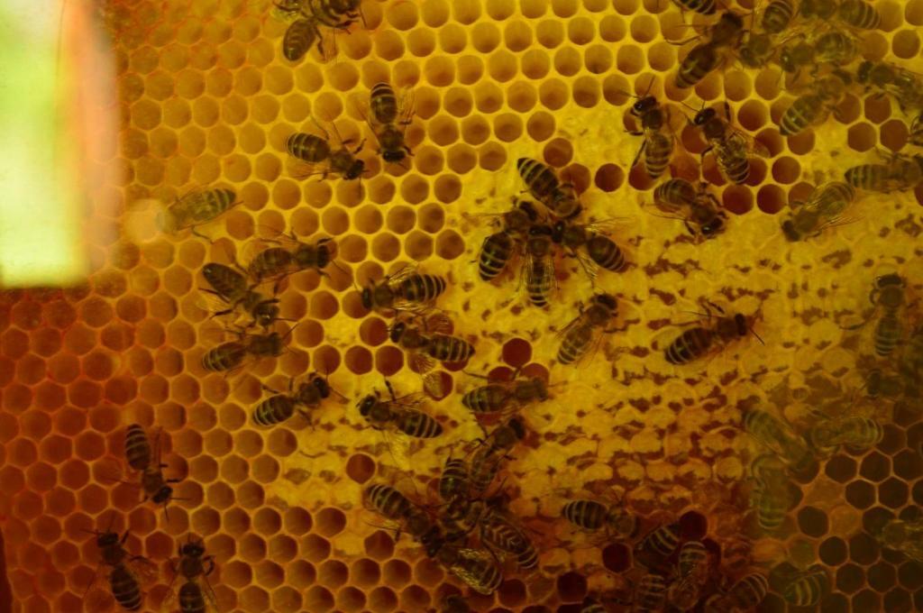 Sleeping With The Bees Kozjak Kobarid Eksteriør billede