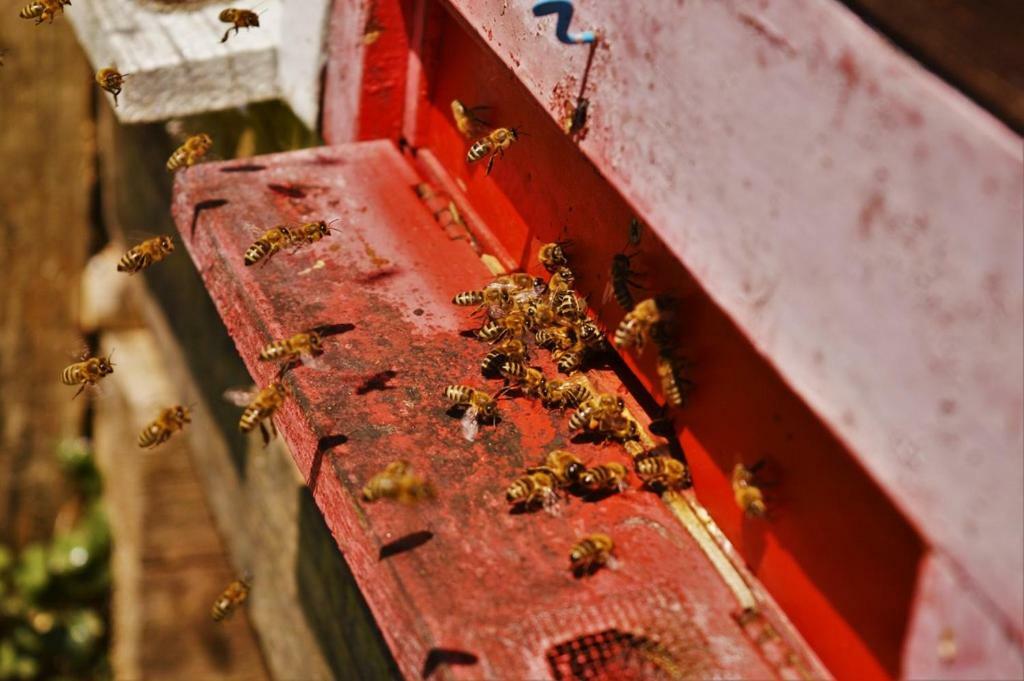 Sleeping With The Bees Kozjak Kobarid Eksteriør billede